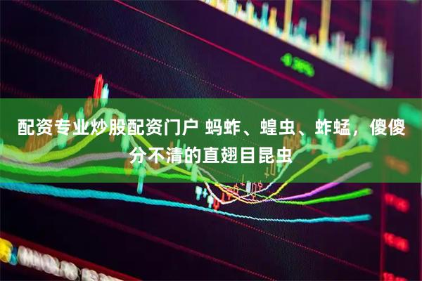 配资专业炒股配资门户 蚂蚱、蝗虫、蚱蜢，傻傻分不清的直翅目昆虫