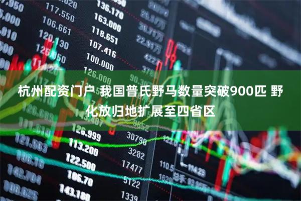杭州配资门户 我国普氏野马数量突破900匹 野化放归地扩展至四省区